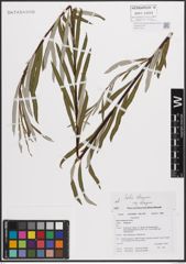 Foto von Salix eleagnos subsp. eleagnos Scop.
